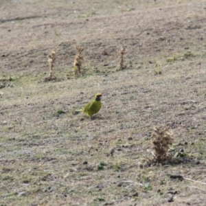 Platycercus caledonicus at Triabunna, TAS - 19 Apr 2018 11:09 AM