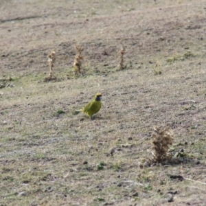 Platycercus caledonicus at Triabunna, TAS - 19 Apr 2018