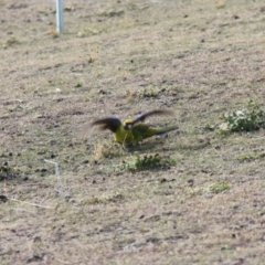 Platycercus caledonicus at Triabunna, TAS - 19 Apr 2018 11:09 AM