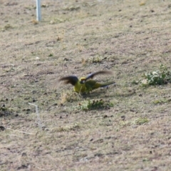 Platycercus caledonicus at Triabunna, TAS - 19 Apr 2018