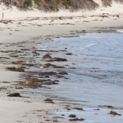 Charadrius rubricollis (Hooded Plover) at Maria Island National Park - 19 Apr 2018 by JimL