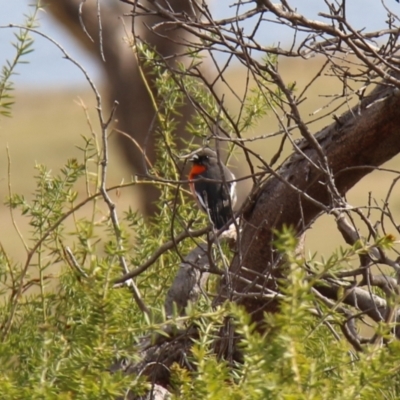 Petroica phoenicea (Flame Robin) at Triabunna, TAS - 19 Apr 2018 by JimL