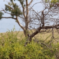 Petroica phoenicea at Triabunna, TAS - 19 Apr 2018