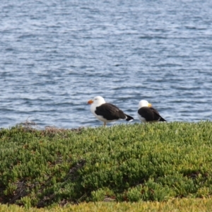 Larus pacificus at Triabunna, TAS - 19 Apr 2018 10:59 AM