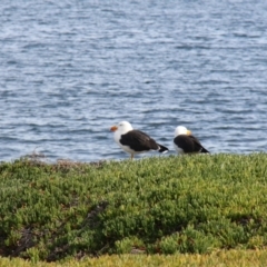 Larus pacificus (Pacific Gull) at Triabunna, TAS - 19 Apr 2018 by JimL