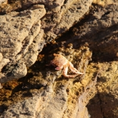 Unidentified Crab at Triabunna, TAS - 19 Apr 2018 by JimL