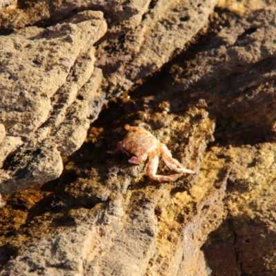 Leptograpsus variegatus at Triabunna, TAS - 19 Apr 2018 by JimL