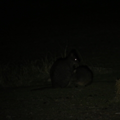 Thylogale billardierii (Tasmanian pademelon) at Maria Island National Park - 19 Apr 2018 by JimL