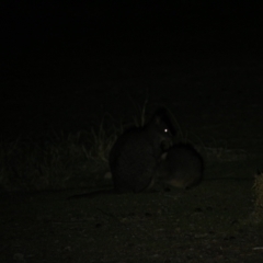 Thylogale billardierii (Tasmanian pademelon) at Maria Island National Park - 19 Apr 2018 by JimL