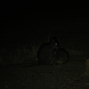 Thylogale billardierii at Triabunna, TAS - 19 Apr 2018