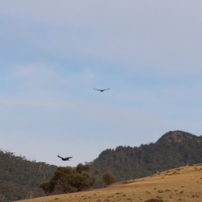 Aquila audax (Wedge-tailed Eagle) at Maria Island National Park - 18 Apr 2018 by JimL