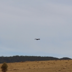 Aquila audax at Triabunna, TAS - 18 Apr 2018