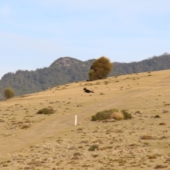 Aquila audax at Triabunna, TAS - 18 Apr 2018