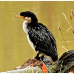 Microcarbo melanoleucos (Little Pied Cormorant) at Crooked Corner, NSW - 30 May 2022 by Milly
