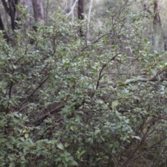 Coprosma hirtella (Currant Bush) at Brindabella National Park - 28 May 2022 by Sarah2019