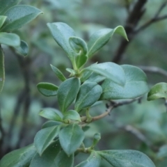 Coprosma hirtella at Brindabella, NSW - 28 May 2022