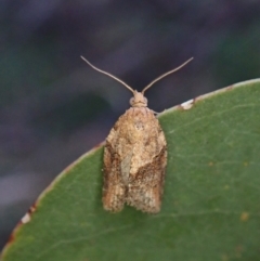 Epiphyas postvittana (Light Brown Apple Moth) at Mount Painter - 12 Apr 2022 by CathB