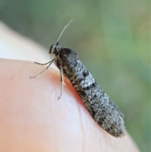 Lepidoscia adelopis, annosella and similar species at Aranda, ACT - 20 Apr 2022