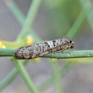 Lepidoscia adelopis, annosella and similar species at Aranda, ACT - 20 Apr 2022