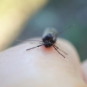 Lepidoscia adelopis, annosella and similar species at Aranda, ACT - 20 Apr 2022