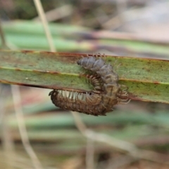 Dalodesmidae (family) (Dalodesmid flat-backed millipede) at Point 4081 - 21 Apr 2022 by CathB