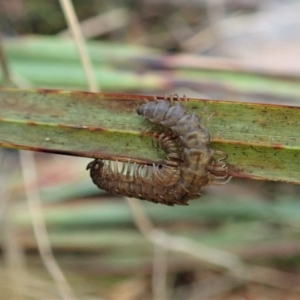 Dalodesmidae (family) at Aranda, ACT - 21 Apr 2022