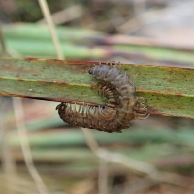 Dalodesmidae (family) (Dalodesmid flat-backed millipede) at Aranda Bushland - 21 Apr 2022 by CathB