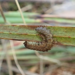 Dalodesmidae (family) at Aranda, ACT - 21 Apr 2022