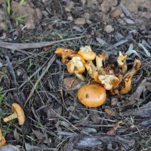 Gymnopilus junonius at Cook, ACT - 26 May 2022