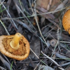 Gymnopilus junonius at Cook, ACT - 26 May 2022 02:27 PM