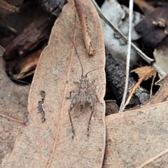 Grylloidea (superfamily) (Unidentified cricket) at Aranda Bushland - 25 Apr 2022 by CathB