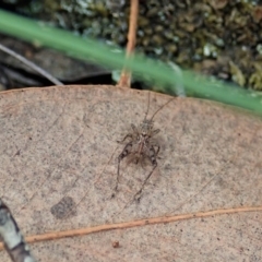 Grylloidea (superfamily) at Aranda, ACT - 25 Apr 2022