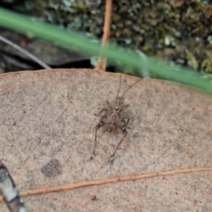 Grylloidea (superfamily) at Aranda, ACT - 25 Apr 2022 02:37 PM