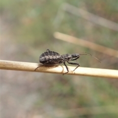 Coranus sp. (genus) (Assassin bug) at Aranda Bushland - 15 Apr 2022 by CathB