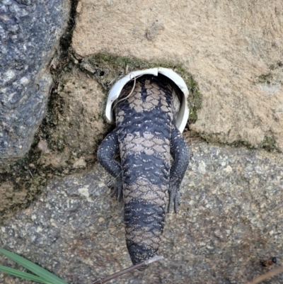 Tiliqua scincoides scincoides (Eastern Blue-tongue) at Cook, ACT - 25 Apr 2022 by CathB
