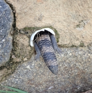 Tiliqua scincoides scincoides at Cook, ACT - 25 Apr 2022 03:47 PM