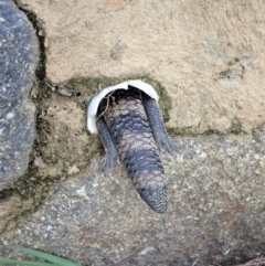 Tiliqua scincoides scincoides at Cook, ACT - 25 Apr 2022