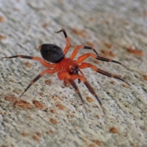 Nicodamus peregrinus at Aranda, ACT - 28 Apr 2022 04:36 PM