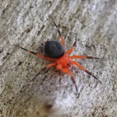 Nicodamus peregrinus at Aranda, ACT - 28 Apr 2022 04:36 PM