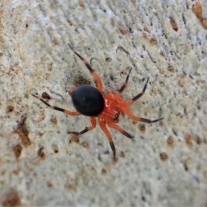 Nicodamus peregrinus at Aranda, ACT - 28 Apr 2022 04:36 PM