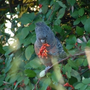 Callocephalon fimbriatum at Lyons, ACT - 16 May 2022