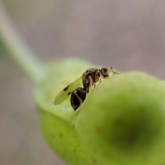 Chalcidoidea (superfamily) (A gall wasp or Chalcid wasp) at Molonglo Valley, ACT - 28 Apr 2022 by CathB