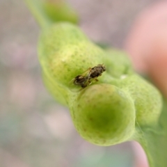 Chalcidoidea (superfamily) at Molonglo Valley, ACT - 28 Apr 2022