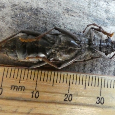 Phoracantha synonyma (Longhorn beetle) at QPRC LGA - 29 May 2022 by Paul4K