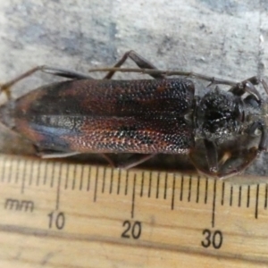 Phoracantha synonyma at Queanbeyan, NSW - 29 May 2022