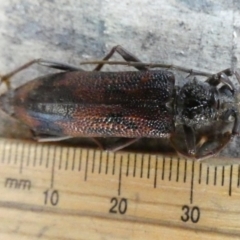 Phoracantha synonyma at suppressed - 29 May 2022