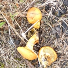 Unidentified Cap on a stem; gills below cap [mushrooms or mushroom-like] (TBC) at Queanbeyan West, NSW - 30 May 2022 by Paul4K