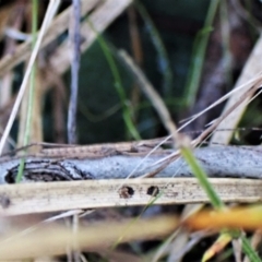 Zaprochilus australis at Aranda, ACT - 8 May 2022