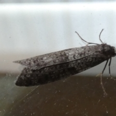 Lepidoscia adelopis, annosella and similar species (A Case moth) at QPRC LGA - 31 May 2022 by Paul4K