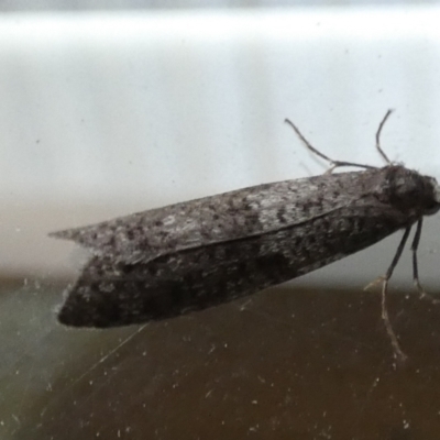 Lepidoscia adelopis, annosella and similar species (A Case moth) at Queanbeyan, NSW - 31 May 2022 by Paul4K